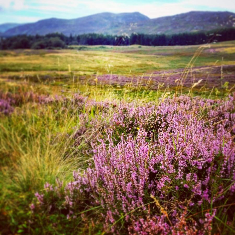 Baltinna East - By Where Stags Roar Newtonmore Dış mekan fotoğraf